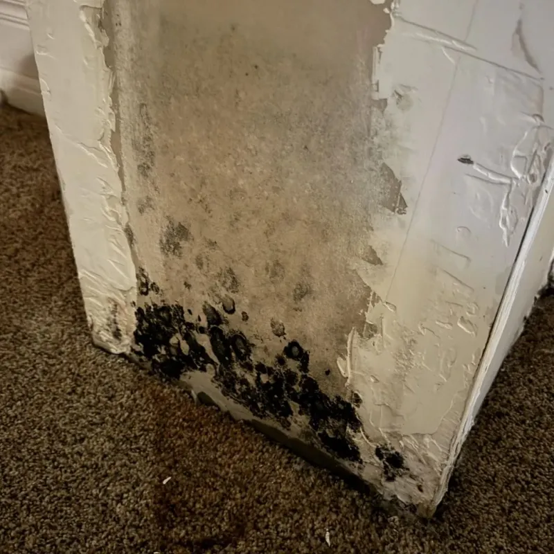 Professional Mold Removal in Grove, OK
